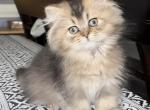 Longhair - British Shorthair Kitten For Sale - Johns Creek, GA, US