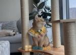 Very handsome kitten Milano - British Shorthair Kitten For Sale - 