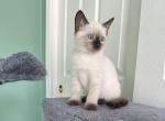 Kitty - Siamese Kitten For Sale - 