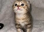Nutmeg - Scottish Fold Kitten For Sale - San Jose, CA, US