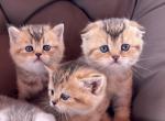 Scottish ki - Scottish Fold Kitten For Sale - Inman, SC, US