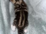 Zion Heart n Cross Coat - Scottish Fold Kitten For Sale - San Jose, CA, US