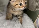 Falcor Scottish Fold British Shorthair - Scottish Fold Kitten For Sale - San Jose, CA, US