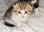 Boba - Scottish Fold Kitten For Sale - San Jose, CA, US