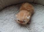 Exotic Shorthair Female Red Kitten - Exotic Kitten For Sale - Brooklyn, NY, US