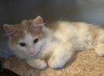 Cinnamon Bun - American Bobtail Kitten For Sale - Longmont, CO, US