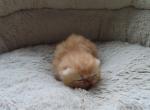 Exotic Shorthair Female Red Kitten - Exotic Kitten For Sale - Brooklyn, NY, US