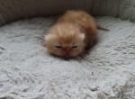 Persian Shorthair Female Red Kitten - Persian Kitten For Sale - New York, NY, US