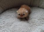 Exotic Shorthair Female Red Kitten - Exotic Kitten For Sale - Brooklyn, NY, US