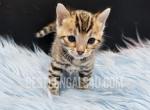 TICA Bengal Male Fynn - Bengal Kitten For Sale - Daytona Beach, FL, US