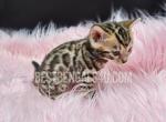 TICA Bengal Female Flora - Bengal Kitten For Sale - Daytona Beach, FL, US