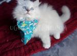 TICA Ragdolls Reserve Yours Now - Ragdoll Kitten For Sale - 