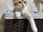 Felix - British Shorthair Kitten For Sale - Renton, WA, US