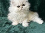 Snow & Tiggers boy - Persian Kitten For Sale - Ocala, FL, US