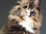 Willia Blue Eyes - Maine Coon Kitten For Sale - Boston, MA, US