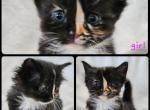 Ivy - Scottish Straight Kitten For Sale - Lebanon, TN, US