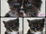 Belle - Scottish Straight Kitten For Sale - Lebanon, TN, US