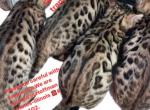Benga kittens   Female and Male - Bengal Kitten For Sale - Hoffman Estates, IL, US