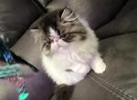 Leo - Persian Kitten For Sale - PA, US