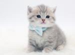 Blue golden tabby Scottish Straight boy - Scottish Straight Kitten For Sale - Spokane, WA, US