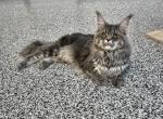 Champ Proven Male - Maine Coon Cat For Sale/Service - Lancaster, OH, US