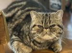 Zeke  now reduced - Exotic Cat For Sale - Granbury, TX, US
