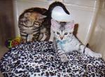 EGYPTIAN MAU CFA & TICA Registered - Egyptian Mau Cat For Sale/Retired Breeding - Toronto, Ontario, CA