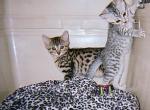 EGYPTIAN MAU CFA & TICA Registered - Egyptian Mau Kitten For Sale - Toronto, Ontario, CA