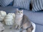 Kiwi Ay Blue gold chinchilla - British Shorthair Kitten For Sale - Fairfax, VA, US