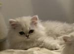 Persian kitten - Persian Kitten For Sale - 