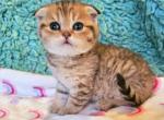 Tiana - Scottish Fold Kitten For Sale - New York, NY, US