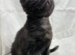 Phantom - Bengal Kitten For Sale - Saint Joseph, MO, US