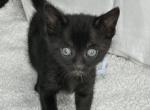 Cocoa - Bengal Kitten For Sale - Saint Joseph, MO, US