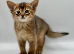 Rapunzel - Abyssinian Kitten For Sale - Odesa, Odessa Oblast, UA