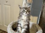 Elvis - Maine Coon Kitten For Sale - Land O' Lakes, FL, US