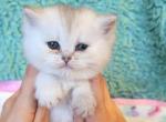 Diana - British Shorthair Kitten For Sale - New York, NY, US