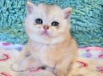 Mallow - British Shorthair Kitten For Sale - New York, NY, US