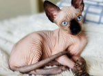 Tiffany - Sphynx Kitten For Sale - Miami, FL, US
