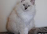 Ada - Ragdoll Kitten For Sale - Shippensburg, PA, US