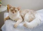 Tamino - Somali Cat For Sale/Retired Breeding - Montreal, Quebec, CA