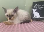 Astrid - Devon Rex Kitten For Sale - Homer, IL, US
