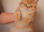 Marzipan - British Shorthair Kitten For Sale - Brooklyn, NY, US