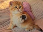 Biscuit - British Shorthair Kitten For Sale - Brooklyn, NY, US