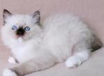 Gaston - Ragdoll Cat For Sale - Brooklyn, NY, US