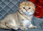 Xena - Scottish Fold Kitten For Sale - Brooklyn, NY, US