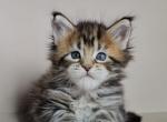 Tutti Frutti - Maine Coon Kitten For Sale - Brooklyn, NY, US