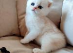 Karina - British Shorthair Kitten For Sale - Brooklyn, NY, US