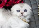 Wayet - Scottish Fold Kitten For Sale - Brooklyn, NY, US