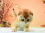 Jessika - Scottish Fold Kitten For Sale - Brooklyn, NY, US