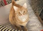 Calico Brown Kitten - Exotic Kitten For Sale - 